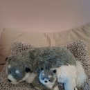 과일킹 | 동네과일킹 공구 간식 후기🍪 커피랑 딱 좋은 수입과자 3종