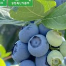 블루베리팜