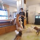 에이펫(A-PET) 이미지