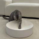 Point - 원형 | 고양이 화이트원형스크래쳐 펫볼루션