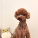 카페거리 동물병원 동행 이미지