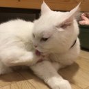 우주민박 | [제주 혼자 여행] 히끄네민박 4회차/ 이제 그냥 히끄 사진 전시 포스팅(정말 히끄 사진 밖에 없음 주의)