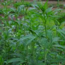 키다리농장 이미지