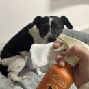 고양이발 | 유니포스 올인원 워터리스 샴푸 솔직 후기 | 강아지 산책 후 발 닦기·고양이 귀 청결 관리까지 한 번에!