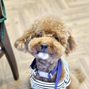 루시드펫 이미지