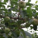 청안농장 이미지