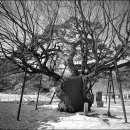 영천 약남리 회화나무 이미지