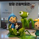양평곤충박물관 | 양평 곤충박물관 주차 입장료 체험까지 완벽정리 주말나들이로 아이랑 가볼만한곳