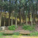 축령산편백나라 이미지