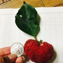 꾸지뽕농장민박 이미지