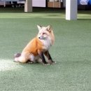 붉은여우