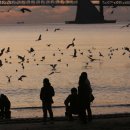 부산갈메기 이미지