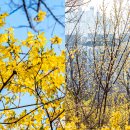 개나리공원1 이미지