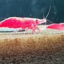 소마농장 이미지