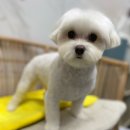 여수죽림동물병원 애견미용실 이미지