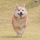 (유)상상테크 | 강아지 갑상선기능저하증 약 먹기 6개월차 후기