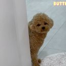 쏭쓰펫살롱 이미지