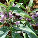 봉숭아