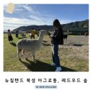 별숲 농장 | 뉴질랜드 북섬 가볼만한 곳 농장체험 아그로돔, 레드우드 숲 투어