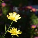 채선농장 이미지