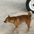 선라이즈 | 나트랑 산티아고 선라이즈 사막투어 내돈내산 솔직후기