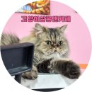 고양이살롱앤카페 | 양산 고양이카페 개냥이들이 가득한 고양이살롱앤카페