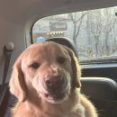 몽몽하개 이미지