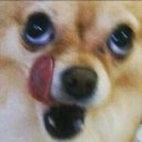 카페칸