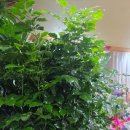 수원-1004 | 수원 인계동 꽃집 개업화분 추천｜한신플라워 녹보수 배달 후기