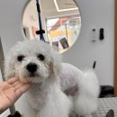 러블리댕 이미지