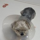 24시 딜라이트 동물의료센터 이미지