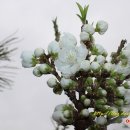 복숭아쉼터 이미지