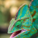 카멜레온 이미지