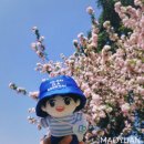 Best wishes for you🌸🌸🌸💙💙💙 이미지
