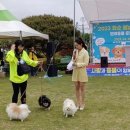 펫스티벌 이미지