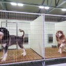 스타켄넬 이미지