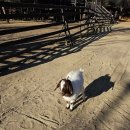 주주팜 | 켄싱턴 평창 눈썰매장 아기랑 반나절 순삭… 주주팜(애니멀팜)까지 솔직 후기