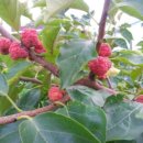 오성농원 이미지