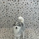 수진애견미용 이미지