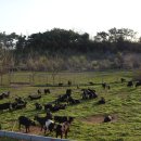 염소농장 이미지