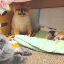 뽀시래기 이미지