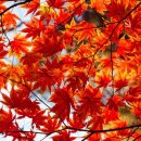 슈가팸팸 이미지