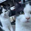 미모고양이 이미지