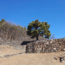 솔잎향기 이미지