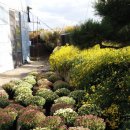 신엄중학교 | 신엄중학교 국화축제...10월24일~26일