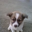 동네강아지 이미지