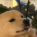 옹포다방