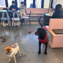 댕댕방앗간 | 정읍 댕댕플래닛, 전북 천연잔디 애견운동장 찾는다면 여기!