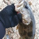 남대천R 이미지