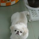 털보신집 이미지